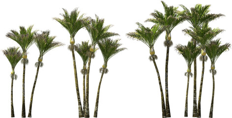 nikau palm trees hq arch viz cutout plants © Mathias Weil
