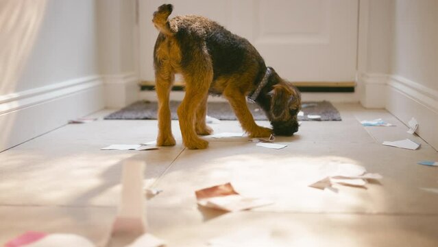 Badly behaved border terrier puppy ripping up letters in hallway of home - shot in slow motion