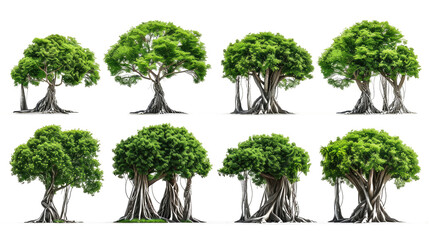 Fototapeta premium set of banyan tree with isolated transparent background