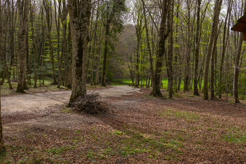 Fototapeta premium footpath in the woods