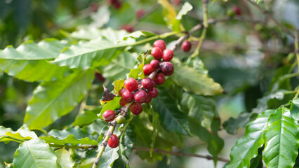 red currant berries, coffee beans
