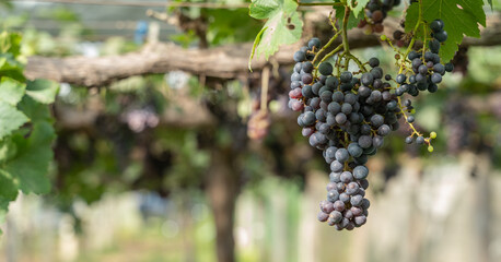 grapes fruit on vine , food conept