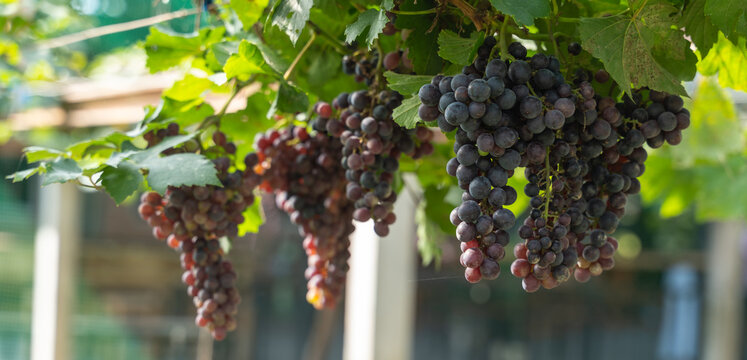 bunch of grapes in the vineyard