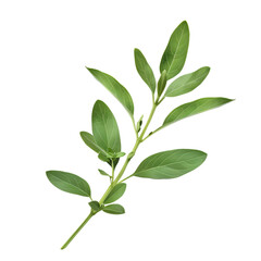 Naklejka premium fresh green herb sprig isolated on transparent background. generative ai