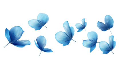 flying blue petals isolated on transparent background cutout