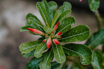Japanese Cambodia or desert rose or Adenium obesum is a poisonous flowering plant, Photographed after rain