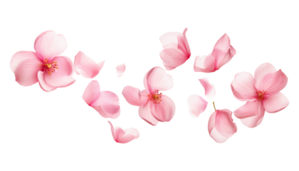 flying pink petals isolated on transparent background cutout