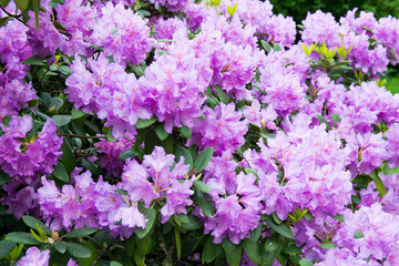 Growing rhododendron flower Catawba