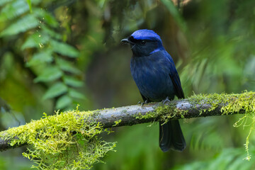 Large Niltava perched on a branch in the submontane forest