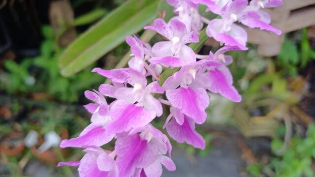 Wild orchid in Thailand name aerides rosea Lodd. ex Lindl. & Paxton
