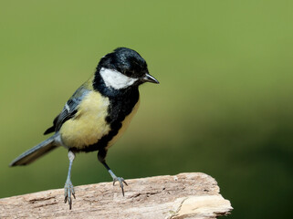 Great tit
