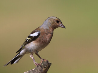 Chaffinch