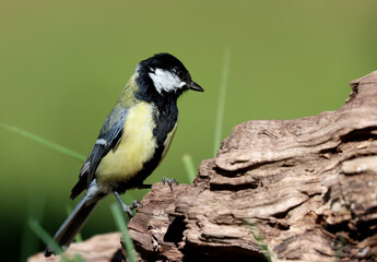 Great tit