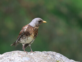 Fieldfare