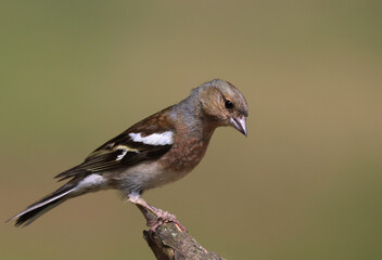 Chaffinch