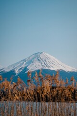 Mount Fuji behind foxtail grass