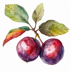 Elegant watercolor illustration of a ripe Juneberry, isolated on a white background 
