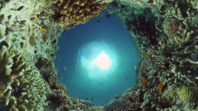 Tropical fishes and coral reef underwater. Hard and soft corals, underwater landscape. Philippines.