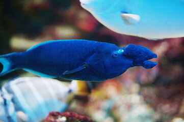 The green bird wrasse fish with a growth disease veterinary for fish