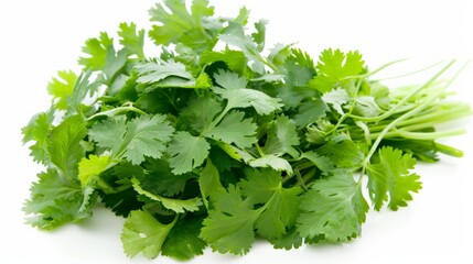 Bunch of cilantro leaves, freshly picked and isolated against white for culinary themes