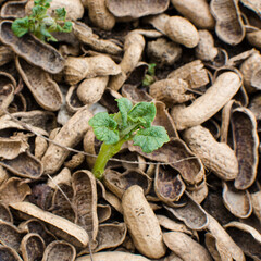 Overhead view of peanut shells being used as mulch, top view of groundnut shells used to protect potato seedlings, an example of sustainable zero waste living