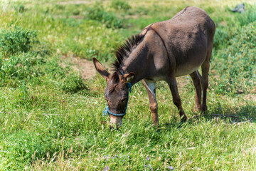The Portrait of a Donkey. A Serene Pasture Scene in the Park.