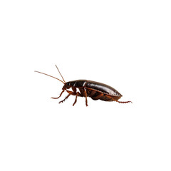 Cockroach isolated on white background