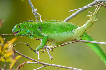 Green Iguana
