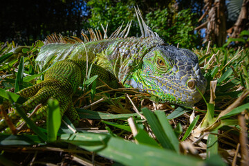 Iguana close-up