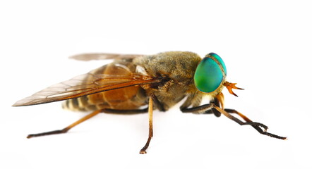Common horse fly or notch-horned cleg fly isolated on white, Haematopota pluvialis, side view