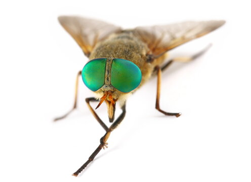 Common horse fly or notch-horned cleg fly isolated on white, Haematopota pluvialis, side view