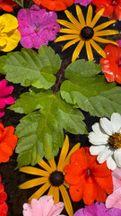 Floating Flowers and Leaves