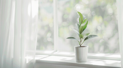flower in a pot stands on a windowsill, background