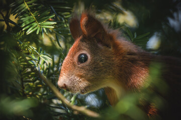 Eichhörnchen versteckt im Baum