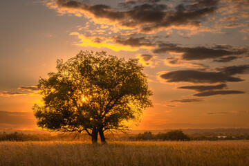 Fototapeta premium Dramatic orange sunset with a tree