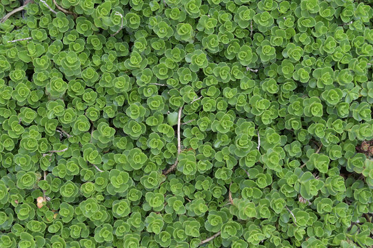 Sedum spurium in the landscaping of flower beds. Green texture background.