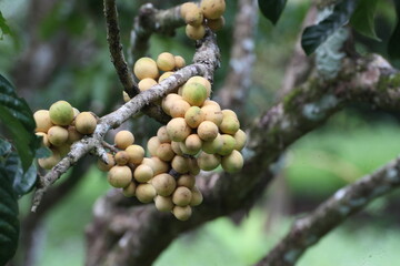 Longkong Garden Fresh Thai Fruits – High-Quality Produce with a Variety of Ages for the Best Flavors
