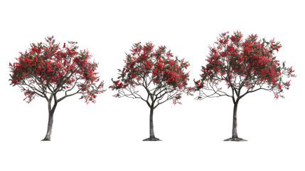 set of rowan trees  with isolated transparent background