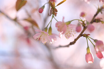 pink cherry blossom sakura flowers in close up