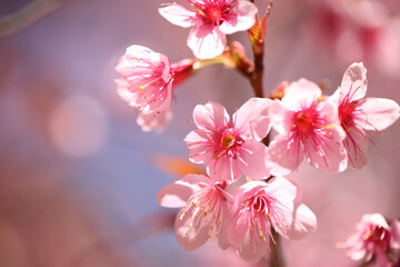 pink cherry blossom sakura flowers in close up