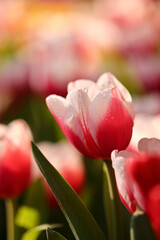 Naklejka premium Red and White Tulips in close up