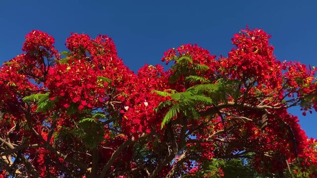 Flamboyant arvore tree. Royal gulmohar in bloom. Delonix regia flower. Panicle royal poinciana tree and flame tree or peacock Blooming red tree 