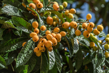 Loquats fruits growing and ripening between green foliage on tree closeup.