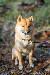 Portrait of smiling Shiba Inu dog sitting in the forest. Blurred nature background.