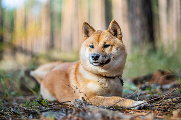 Portrait of Shiba Inu dog lying in the forest. Blurred nature background.