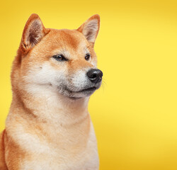 Portrait of Shiba Inu dog on yellow background.