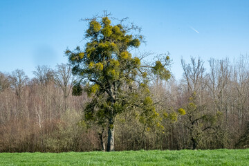 Fototapeta premium A vibrant tree hosts mistletoe clusters, set against a clear blue sky in a peaceful countryside field.
