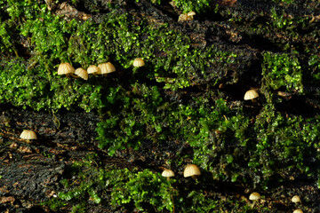 Small mushrooms in nature, close-up