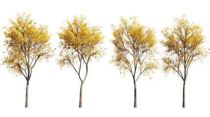 set of with hazel tree with isolated transparent background
