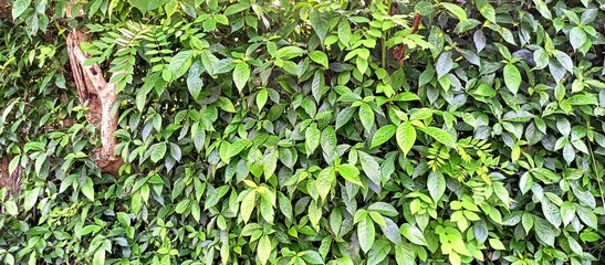 Strobilanthes crispa with other plants as fence